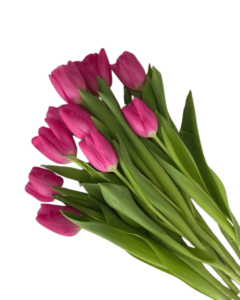 10 Tulipanes