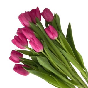 10 Tulipanes