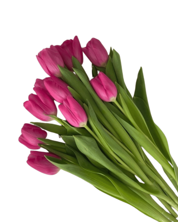 10 Tulipanes