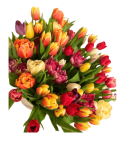 Arreglo de Tulipanes