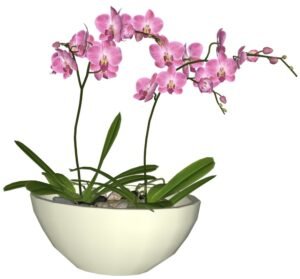 Orquídea con Maceta Grande