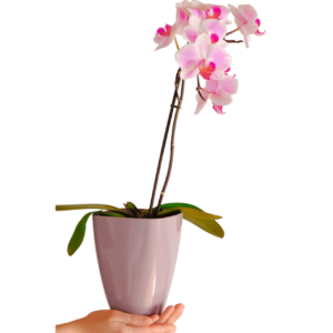 Orquídea con Maceta