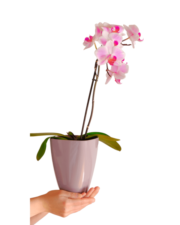 Orquídea con Maceta