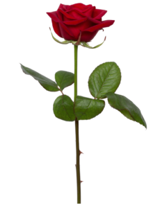 Rosa Individual