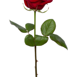 Rosa Individual