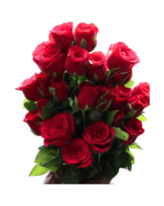Solo 24 Rosas