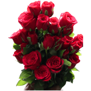 Solo 24 Rosas