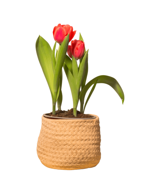 Tulipán en Maceta