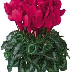 Violeta Imperial